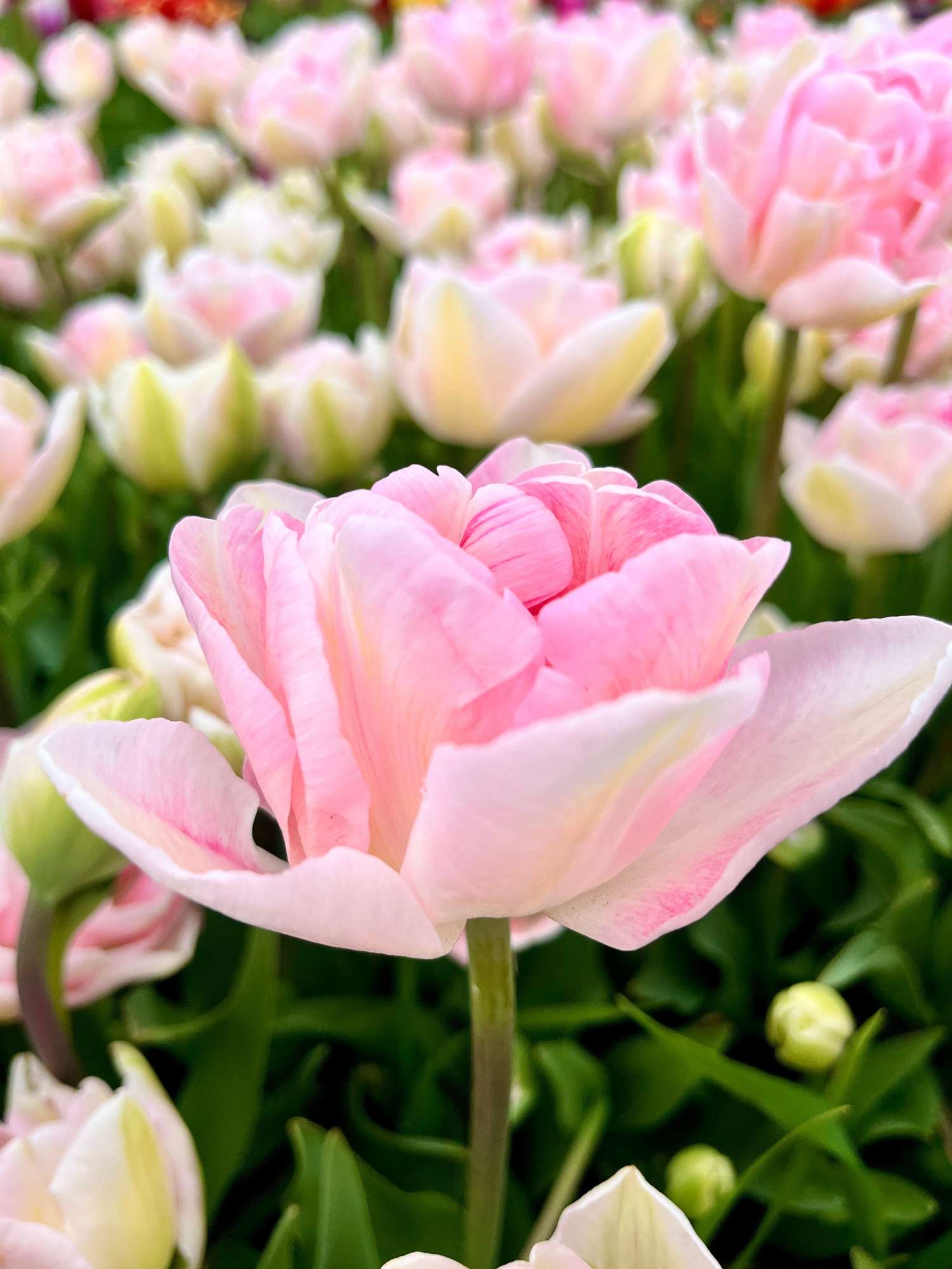 Tulppaani 'Angelique'